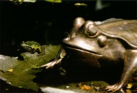 Brons 2010-03. Kikker 1 Janneke 3040