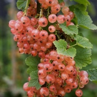 818090-aalbes-gloire-sablons 7332