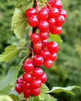 818100-aalbes-jonkheer-van-tets 7333