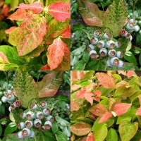 818518-blauwe-bes-flamingo 7334