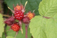 822350-japanse-wijnbes-1 7335