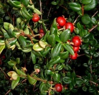 831893-mirte-chileense 7337