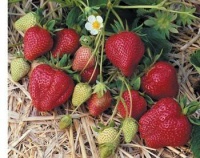 830235-vroege-aardbei-darselect 7344