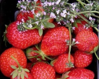 830405-middentijdse-aardbei-korona 7345