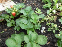 22.02.02-198 aardbei Delician P1170814 7407