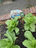 22.20.08-9 groenlof P1170818 7408