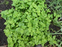 22.21.02-17 spinazie NZ P1170815 7414