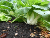 22.12.03-165 paksoy ina .P1170822 7416