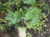 22.09.07-217 dille P1170843 7417