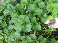 22.02. -198 aardbei P1170830 7419