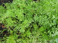 22.25.01-59 worteltjes P1170834 7420