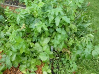 22.13.01-141 pastinaak P1170827 7421