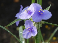 22.20.06-97 matrozensla P1170811 7423