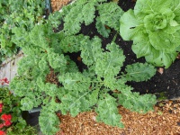 22.08.01-163 boerenkool P1170826 7424