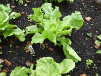 22.20.08-9 winterandijvie P1170836 7430