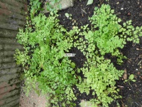 22.09.07-220 kervel P1170839 7431