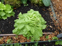 22.20.08-79 botersla P1170819 7433