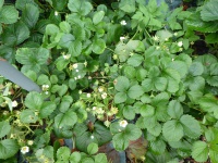 22.02. -198 aardbei P1170832 7439