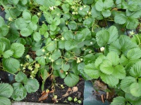 22.02. -198 aardbei P1170831 7442