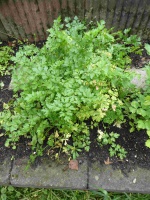 22.09.13-92 platte peterselie P1170840 7443