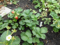 22.02. -198 aardbei P1170813 7444